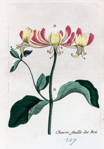 Wild Honeysuckle by Unknown artist
