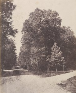 Crossing of Paths, in the Forest