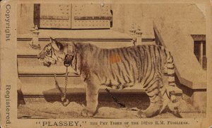 Plassey, the Pet Tiger of the Royal Madras Fusiliers
