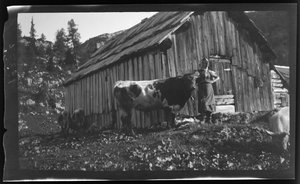 Vorderbachalm with Alpine Hut near Goessl at Lake Grundl