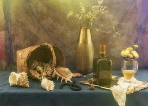 Vintage Seashell Still Life by UstinaGreen