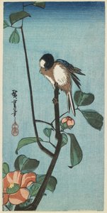Titmouse on Camelia