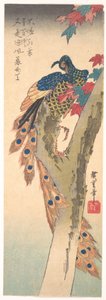 A Peacock Perched on a Maple Tree by Utagawa Hiroshige