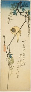 Bird on Silky Wisteria