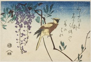 Black-naped Oriole and Wisteria by Utagawa Hiroshige