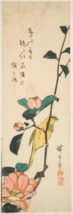 Canary and Camellias