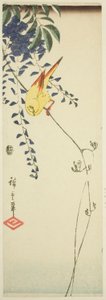 Canary and Wisteria