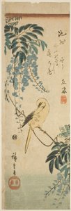 Canary and Wisteria