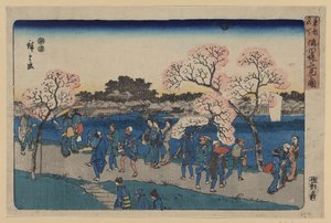 Cherry Blossoms along Sumida River