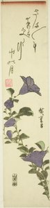 Chinese Bell Flowers
