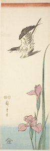 Cuckoo and iris