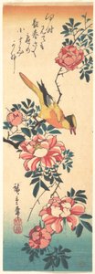 Eastern Grey Wagtail and Rose