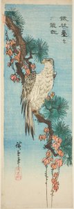 Falcon on Ivy-Covered Pine Branch