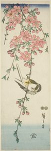 Great Tit and Cherry Blossoms