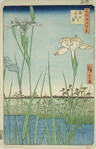 Irises at Horikiri, from the series 