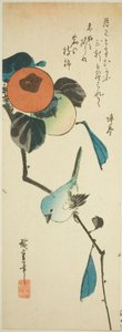 Japanese white-eye and persimmons