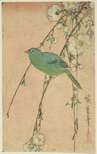 Japanese White-Eye and Weeping Cherry