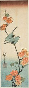Japanese White-Eyes on a Maple Branch