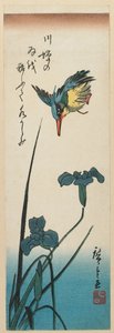 Kingfisher and Iris