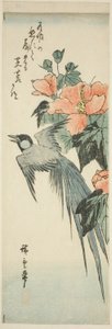 Long-tailed Bird and Hibiscus