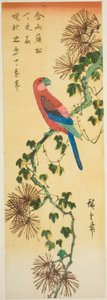 Macaw on ivy-covered pine branch