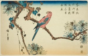 Macaw on Pine Branch