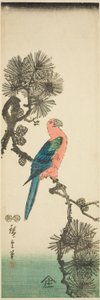 Macaw on Pine Branch
