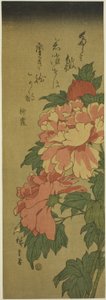 Peonies