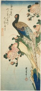 Pheasant and Chrysanthemums by Utagawa Hiroshige