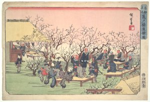 Plum Blossoms in Kameido Garden