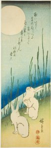 Rabbits under full moon