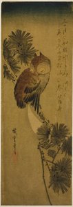 Small-horned Owl, Pine, and Crescent Moon by Utagawa Hiroshige