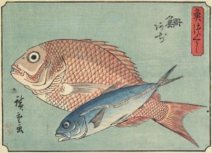 Snapper and Horse Mackerel