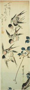 Swallows and Flowering Branch