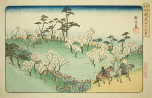 Viewing Cherry Blossoms at Asuka Hill, from the series "Famous Places in Edo"