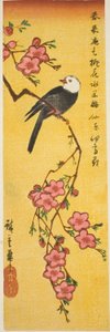 White-headed bird on peach branch