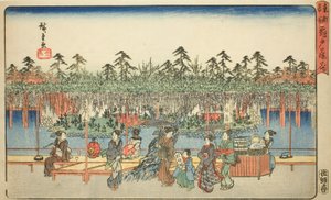 Wisteria at Kameido, from the series 