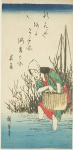 Woman Gathering Seaweed
