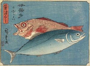 Yellowtail and Rockfish
