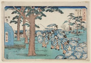 Cherry-blossom Viewing at Asuka Hill