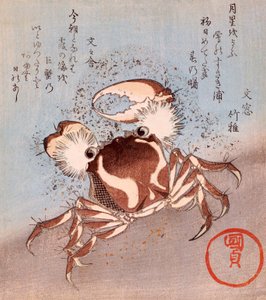 A Crab on the Seashore