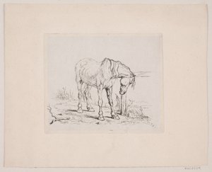 An Old Horse