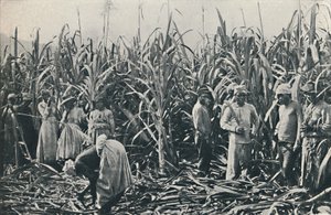 A Sugar Cane Plantation