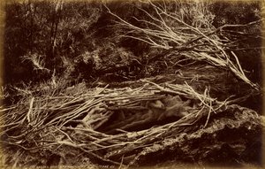 The Eagle