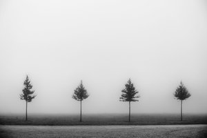Four Misty Trees by Vanja Tajnsek