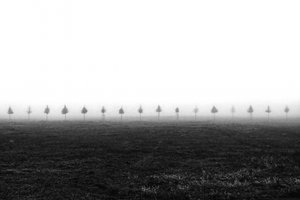 Misty Field Trees by Vanja Tajnsek