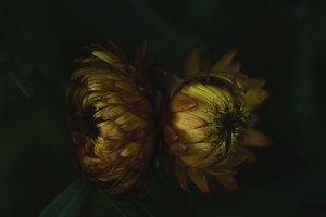 Golden Flower Buds by Vedrana Domazet