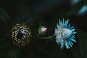 Moody Floral Unfolding by Vedrana Domazet