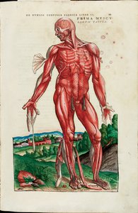 Prima Musculorum Tabula, illustration from "De Humani Corporis Fabrica Libri Septem" by Andreas Vesalius