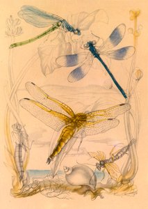 Dragonflies by Vere Temple